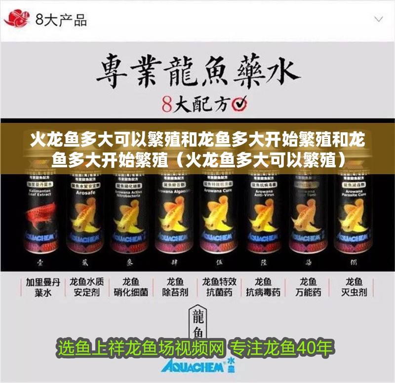 火龍魚多大可以繁殖和龍魚多大開始繁殖和龍魚多大開始繁殖（火龍魚多大可以繁殖） 火龍魚多大可以繁殖和龍魚多大開始繁殖和龍魚多大開始繁殖（火龍魚多大可以繁殖） 觀賞魚百科