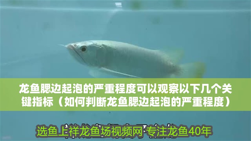 龍魚腮邊起泡的嚴(yán)重程度可以觀察以下幾個(gè)關(guān)鍵指標(biāo)（如何判斷龍魚腮邊起泡的嚴(yán)重程度）