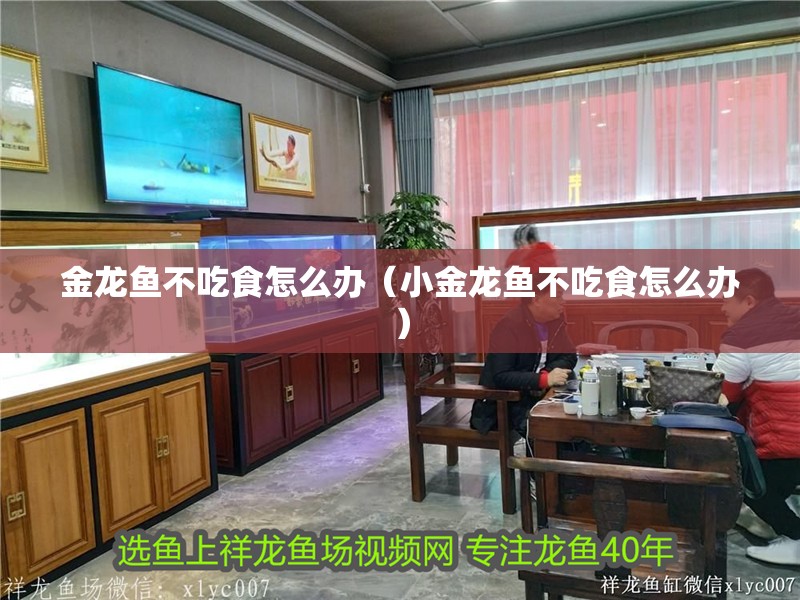 金龍魚不吃食怎么辦（小金龍魚不吃食怎么辦）