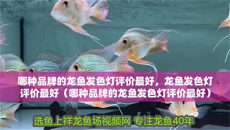 哪種品牌的龍魚發色燈評價最好，龍魚發色燈評價最好（哪種品牌的龍魚發色燈評價最好）