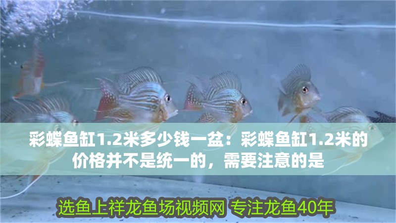 彩蝶魚缸1.2米多少錢一盆：彩蝶魚缸1.2米的價格并不是統一的，需要注意的是