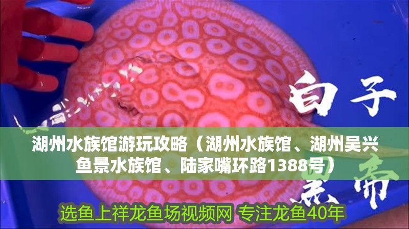 湖州水族館游玩攻略（湖州水族館、湖州吳興魚景水族館、陸家嘴環路1388號）