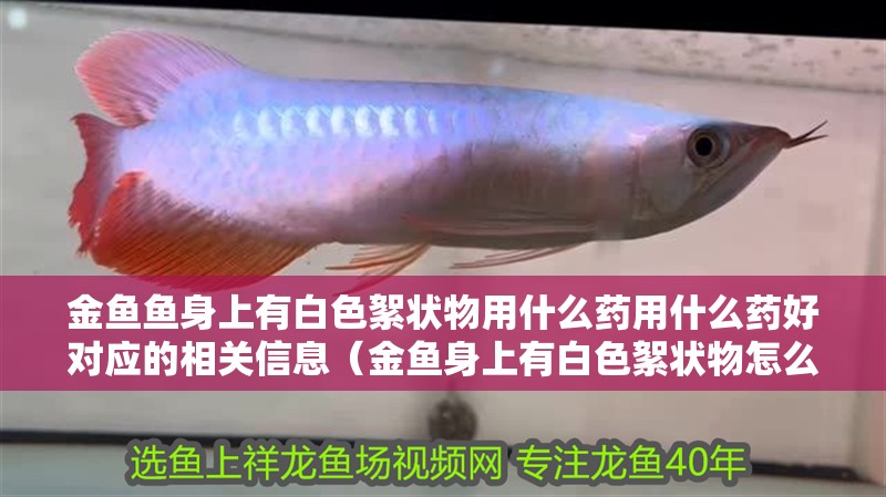金魚魚身上有白色絮狀物用什么藥用什么藥好對應的相關信息（金魚身上有白色絮狀物怎么辦）
