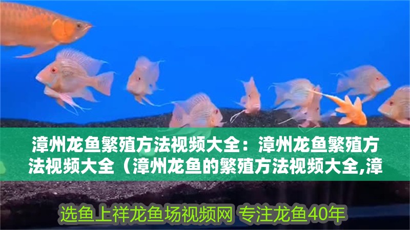 漳州龍魚繁殖方法視頻大全：漳州龍魚繁殖方法視頻大全（漳州龍魚的繁殖方法視頻大全,漳州龍魚繁殖方法視頻大全）