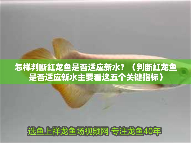 怎樣判斷紅龍魚是否適應新水？（判斷紅龍魚是否適應新水主要看這五個關鍵指標）