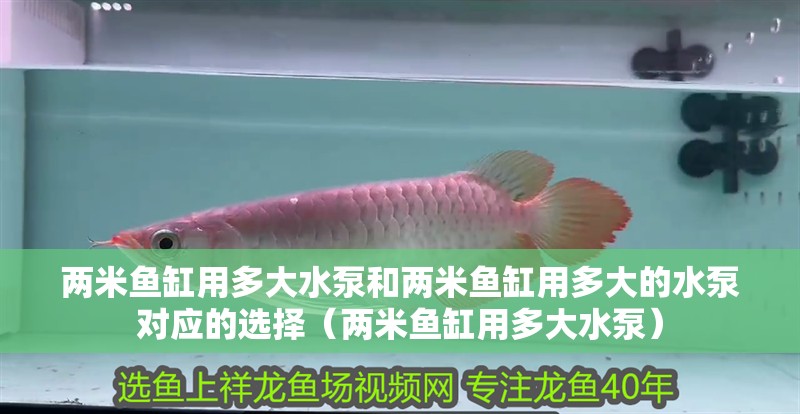 兩米魚缸用多大水泵和兩米魚缸用多大的水泵對應的選擇（兩米魚缸用多大水泵）