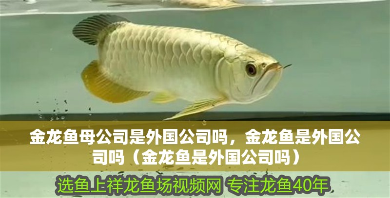 金龍魚母公司是外國(guó)公司嗎，金龍魚是外國(guó)公司嗎（金龍魚是外國(guó)公司嗎）