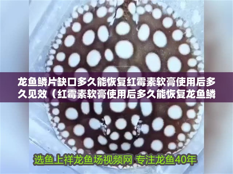 龍魚鱗片缺口多久能恢復紅霉素軟膏使用后多久見效（紅霉素軟膏使用后多久能恢復龍魚鱗片缺口多久能恢復） 龍魚鱗片缺口多久能恢復紅霉素軟膏使用后多久見效（紅霉素軟膏使用后多久能恢復龍魚鱗片缺口多久能恢復） 龍魚百科