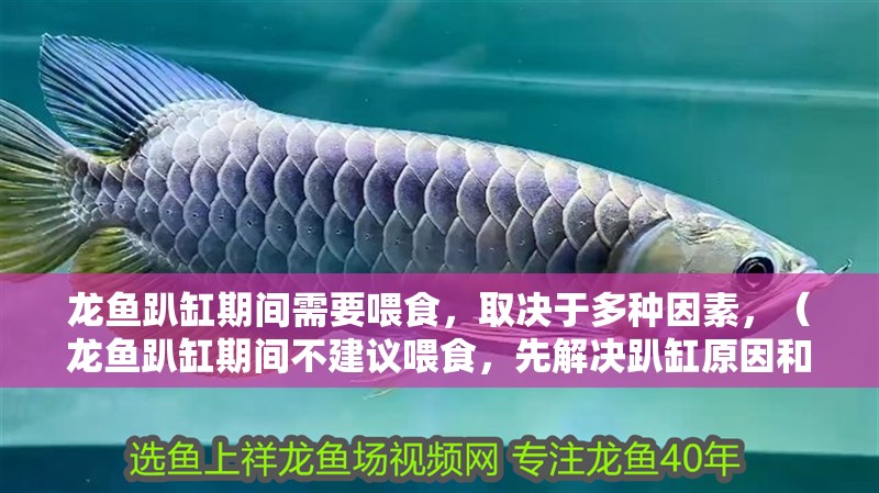 龍魚趴缸期間需要喂食，取決于多種因素，（龍魚趴缸期間不建議喂食，先解決趴缸原因和處理方法）