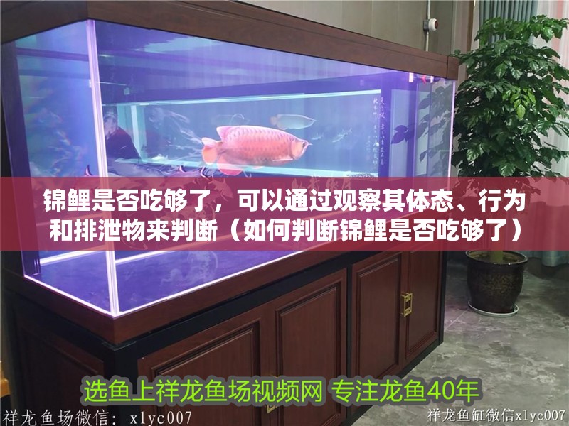 錦鯉是否吃夠了，可以通過觀察其體態(tài)、行為和排泄物來判斷（如何判斷錦鯉是否吃夠了）