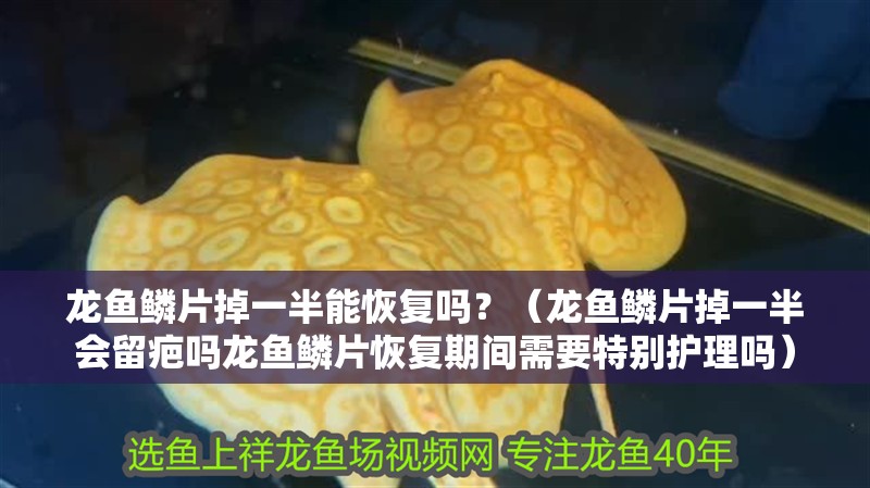 龍魚鱗片掉一半能恢復(fù)嗎？（龍魚鱗片掉一半會(huì)留疤嗎龍魚鱗片恢復(fù)期間需要特別護(hù)理嗎）