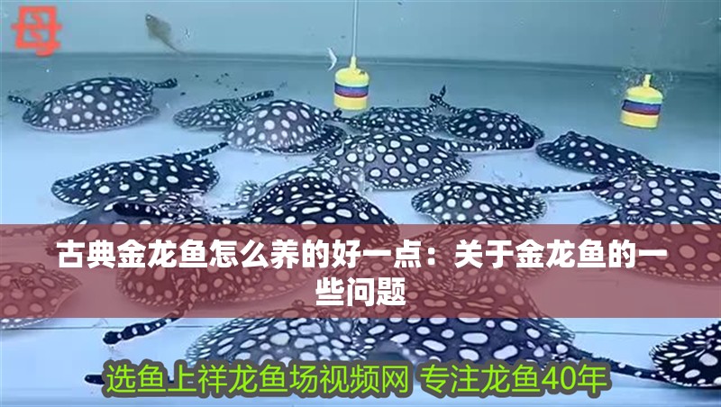 古典金龍魚怎么養的好一點：關于金龍魚的一些問題