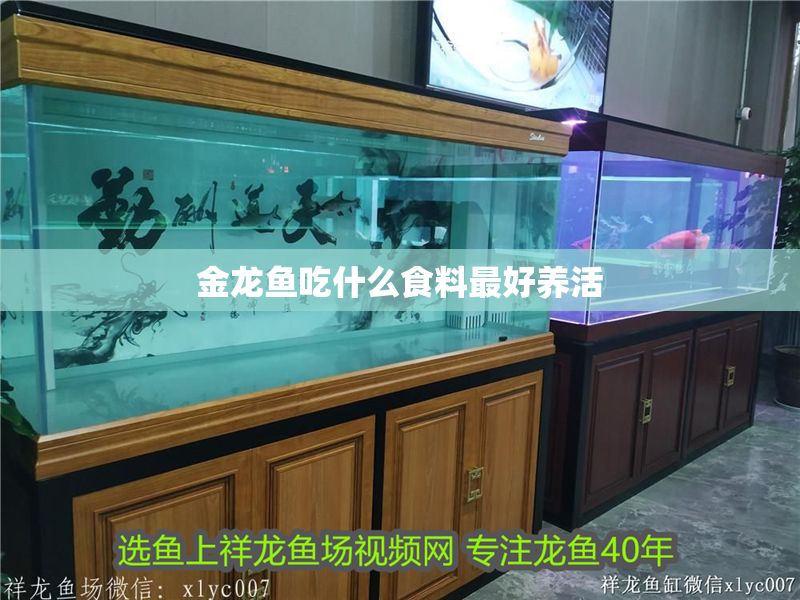 金龍魚吃什么食料最好養(yǎng)活