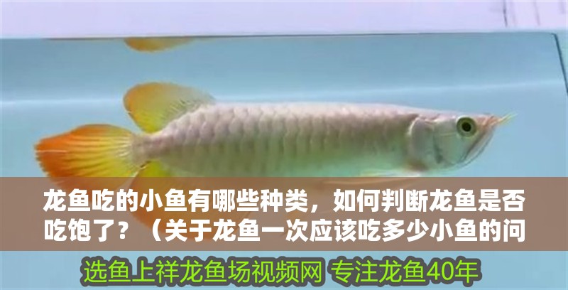 龍魚吃的小魚有哪些種類，如何判斷龍魚是否吃飽了？（關于龍魚一次應該吃多少小魚的問題，龍魚吃的小魚有哪些種類）