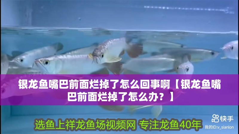 銀龍魚嘴巴前面爛掉了怎么回事啊【銀龍魚嘴巴前面爛掉了怎么辦？】 銀龍魚嘴巴前面爛掉了怎么回事啊【銀龍魚嘴巴前面爛掉了怎么辦？】 觀賞魚百科