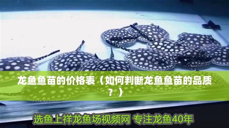 龍魚魚苗的價格表（如何判斷龍魚魚苗的品質？）