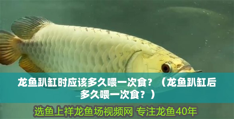 龍魚趴缸時應該多久喂一次食？（龍魚趴缸后多久喂一次食？） 龍魚趴缸時應該多久喂一次食？（龍魚趴缸后多久喂一次食？） 龍魚百科