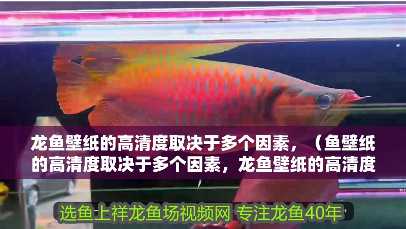 龍魚壁紙的高清度取決于多個(gè)因素，（魚壁紙的高清度取決于多個(gè)因素，龍魚壁紙的高清度取決于多個(gè)因素）