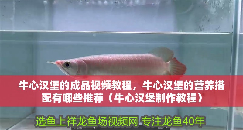 牛心漢堡的成品視頻教程，牛心漢堡的營養搭配有哪些推薦（牛心漢堡制作教程）