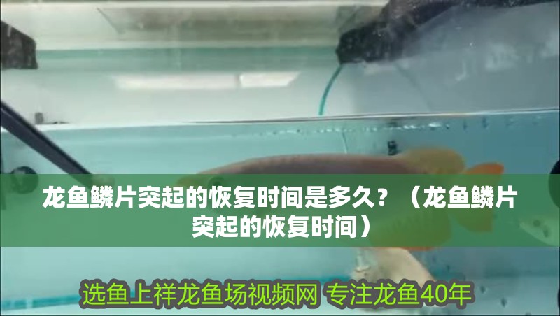 龍魚鱗片突起的恢復時間是多久？（龍魚鱗片突起的恢復時間）
