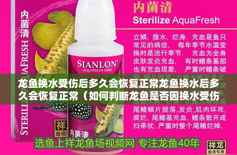 龍魚換水受傷后多久會(huì)恢復(fù)正常龍魚換水后多久會(huì)恢復(fù)正常（如何判斷龍魚是否因換水受傷）