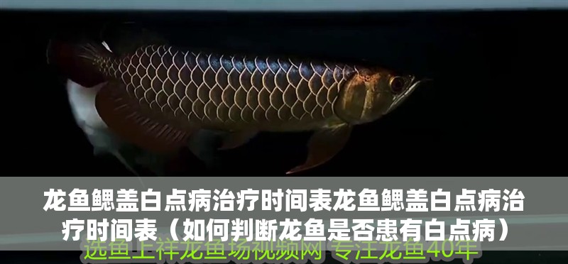 龍魚鰓蓋白點(diǎn)病治療時(shí)間表龍魚鰓蓋白點(diǎn)病治療時(shí)間表（如何判斷龍魚是否患有白點(diǎn)病）