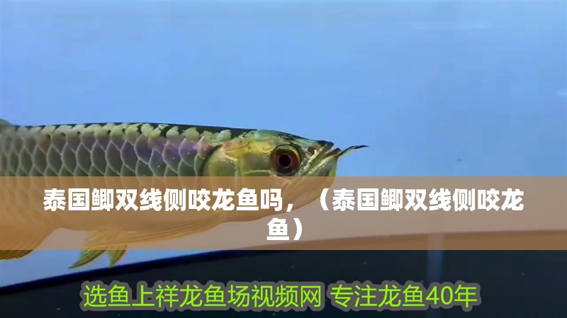 泰國鯽雙線側咬龍魚嗎，（泰國鯽雙線側咬龍魚）