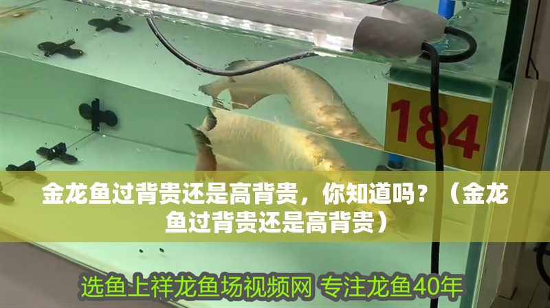 金龍魚過背貴還是高背貴，你知道嗎？（金龍魚過背貴還是高背貴）