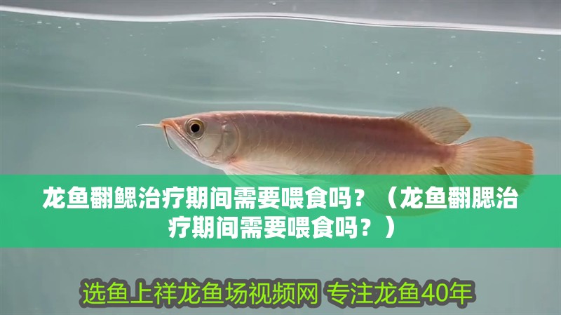 龍魚翻鰓治療期間需要喂食嗎？（龍魚翻腮治療期間需要喂食嗎？）