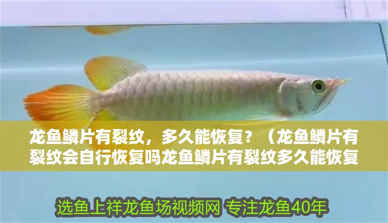 龍魚鱗片有裂紋，多久能恢復？（龍魚鱗片有裂紋會自行恢復嗎龍魚鱗片有裂紋多久能恢復）