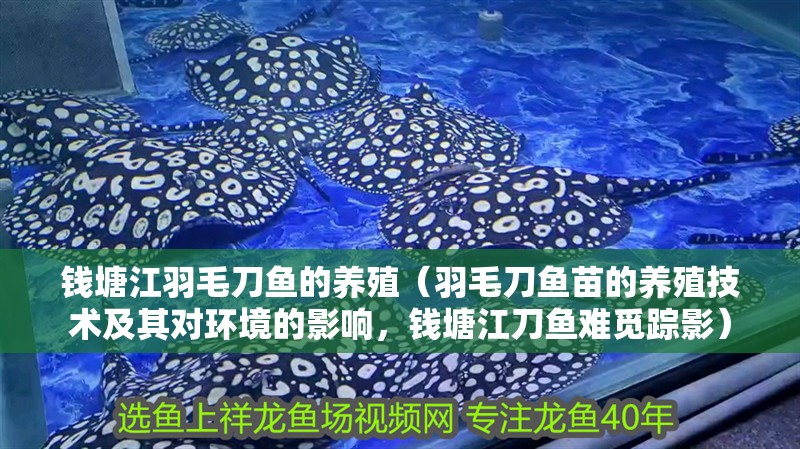 錢塘江羽毛刀魚的養殖（羽毛刀魚苗的養殖技術及其對環境的影響，錢塘江刀魚難覓蹤影） 錢塘江羽毛刀魚的養殖（羽毛刀魚苗的養殖技術及其對環境的影響，錢塘江刀魚難覓蹤影） 觀賞魚百科