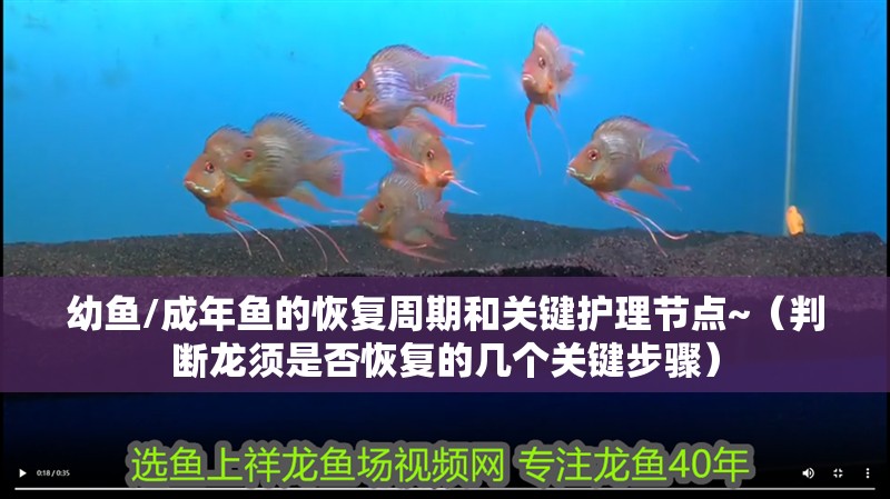 幼魚/成年魚的恢復周期和關鍵護理節點~（判斷龍須是否恢復的幾個關鍵步驟）