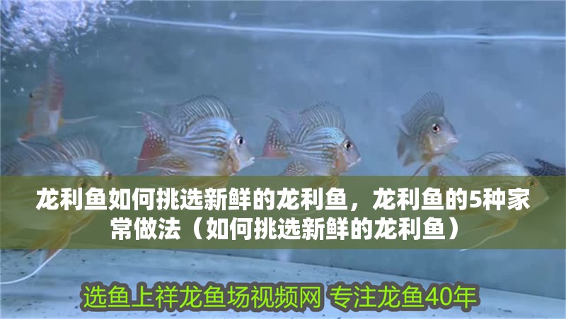 龍利魚如何挑選新鮮的龍利魚，龍利魚的5種家常做法（如何挑選新鮮的龍利魚） 龍利魚如何挑選新鮮的龍利魚，龍利魚的5種家常做法（如何挑選新鮮的龍利魚） 龍魚百科