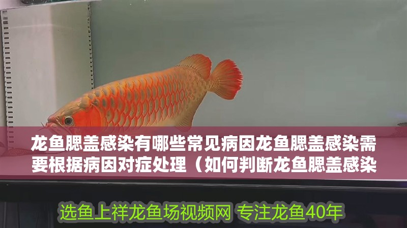 龍魚腮蓋感染有哪些常見病因龍魚腮蓋感染需要根據病因對癥處理（如何判斷龍魚腮蓋感染的類型？）