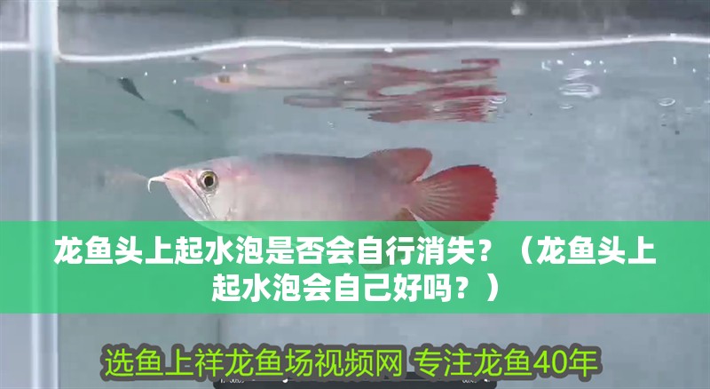 龍魚頭上起水泡是否會自行消失？（龍魚頭上起水泡會自己好嗎？） 龍魚頭上起水泡是否會自行消失？（龍魚頭上起水泡會自己好嗎？） 龍魚百科