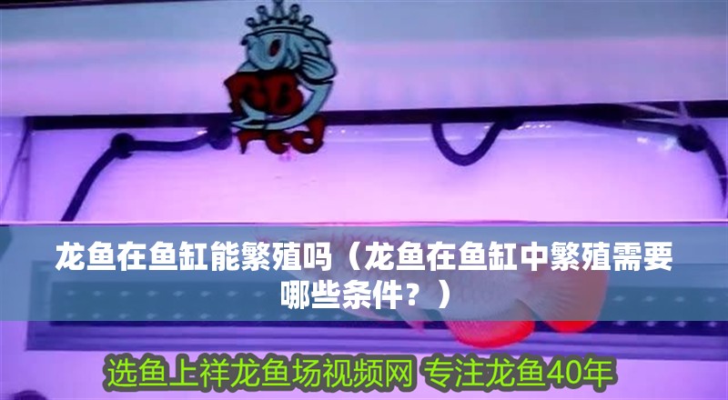 龍魚在魚缸能繁殖嗎（龍魚在魚缸中繁殖需要哪些條件？） 龍魚在魚缸能繁殖嗎（龍魚在魚缸中繁殖需要哪些條件？） 觀賞魚百科