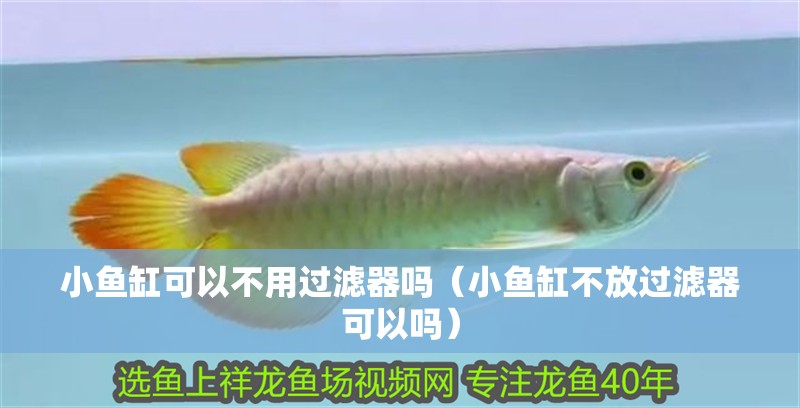 小魚缸可以不用過濾器嗎（小魚缸不放過濾器可以嗎）