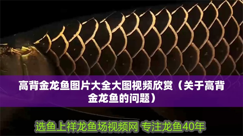 高背金龍魚圖片大全大圖視頻欣賞（關于高背金龍魚的問題）