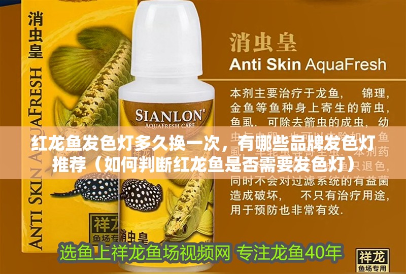 紅龍魚發色燈多久換一次，有哪些品牌發色燈推薦（如何判斷紅龍魚是否需要發色燈）