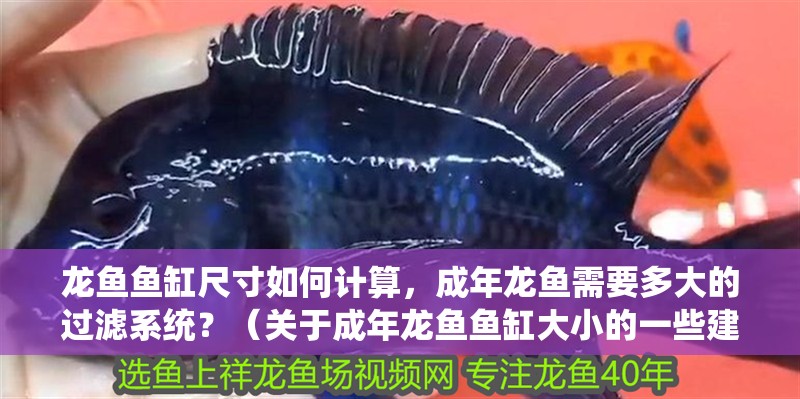 龍魚魚缸尺寸如何計算，成年龍魚需要多大的過濾系統？（關于成年龍魚魚缸大小的一些建議，龍魚魚缸尺寸對照表）