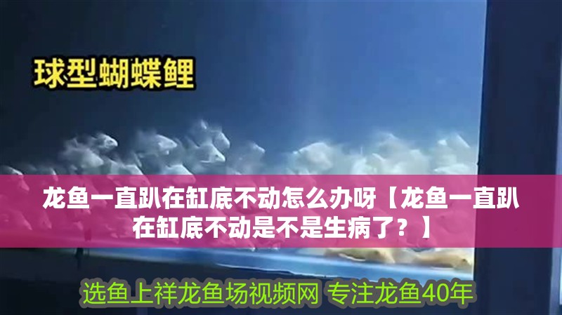 龍魚一直趴在缸底不動怎么辦呀【龍魚一直趴在缸底不動是不是生病了？】
