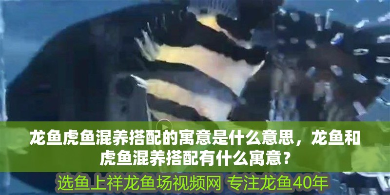 龍魚虎魚混養(yǎng)搭配的寓意是什么意思，龍魚和虎魚混養(yǎng)搭配有什么寓意？