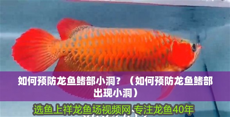 如何預防龍魚鰭部小洞？（如何預防龍魚鰭部出現小洞） 如何預防龍魚鰭部小洞？（如何預防龍魚鰭部出現小洞） 龍魚百科