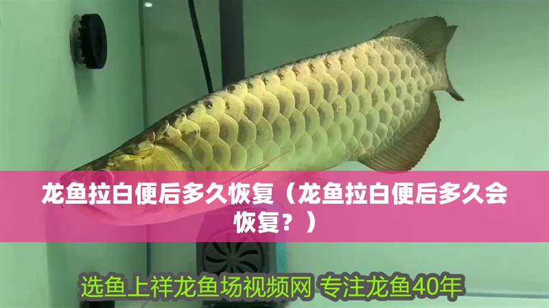 龍魚拉白便后多久恢復（龍魚拉白便后多久會恢復？）
