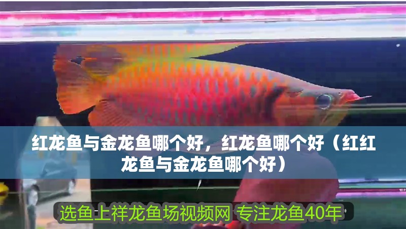 紅龍魚與金龍魚哪個好，紅龍魚哪個好（紅紅龍魚與金龍魚哪個好）