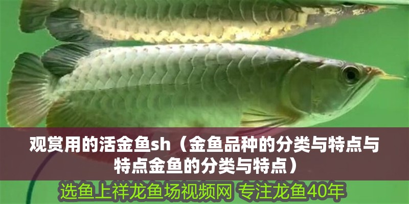 觀賞用的活金魚sh（金魚品種的分類與特點與特點金魚的分類與特點）