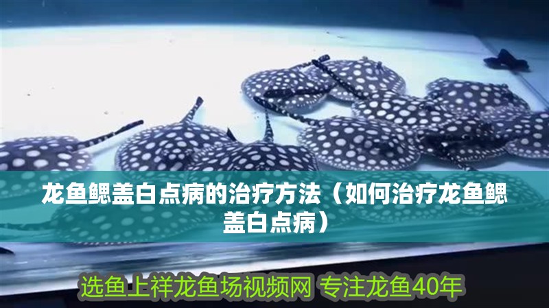 龍魚鰓蓋白點病的治療方法（如何治療龍魚鰓蓋白點病）