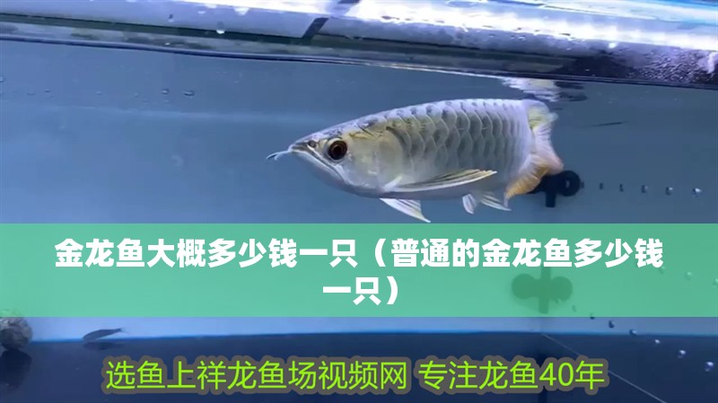金龍魚大概多少錢一只（普通的金龍魚多少錢一只） 金龍魚大概多少錢一只（普通的金龍魚多少錢一只） 觀賞魚百科