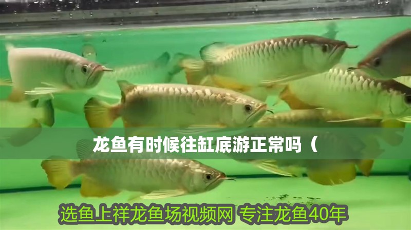 龍魚有時候往缸底游正常嗎（ 龍魚有時候往缸底游正常嗎（ 觀賞魚百科