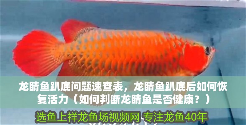 龍睛魚趴底問題速查表，龍睛魚趴底后如何恢復活力（如何判斷龍睛魚是否健康？）